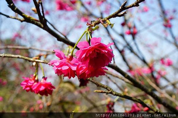 【新店賞櫻】騰龍御櫻 新店木柵線千株櫻花林2015/2/13櫻花花況