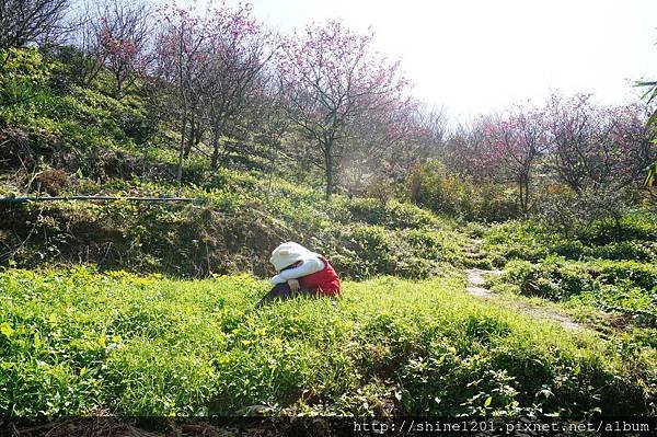 【新店賞櫻】騰龍御櫻 新店木柵線千株櫻花林2015/2/13櫻花花況