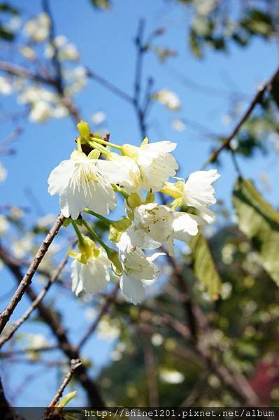 【新店賞櫻】騰龍御櫻 新店木柵線千株櫻花林2015/2/13櫻花花況