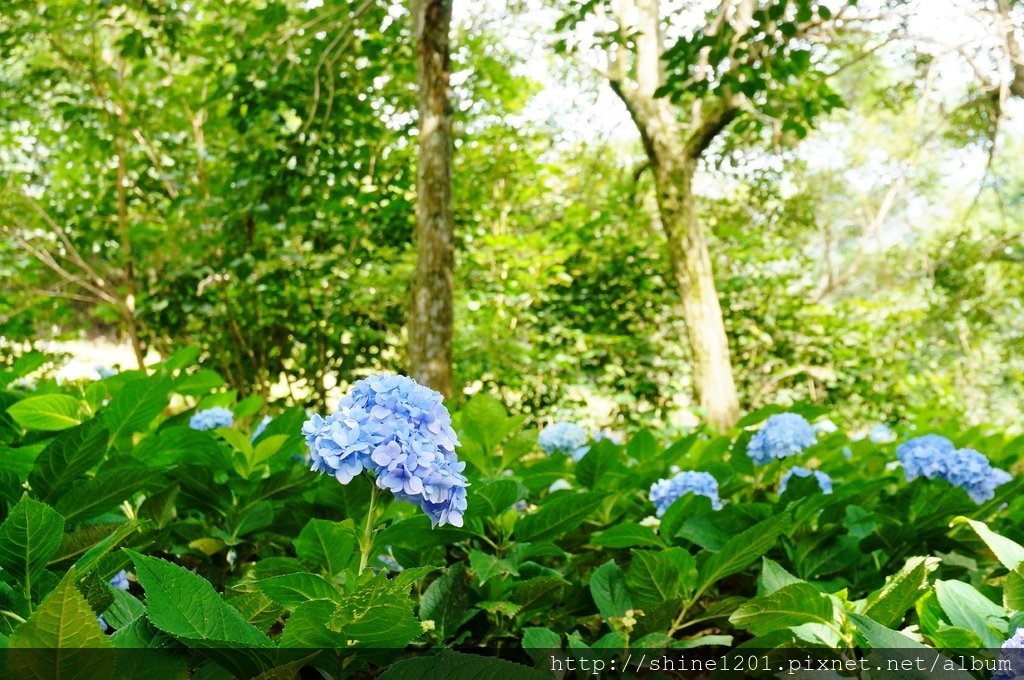 台中金針花花季 沐心泉休閒農場露營區.賞櫻.賞楓.賞桐花,賞金針花