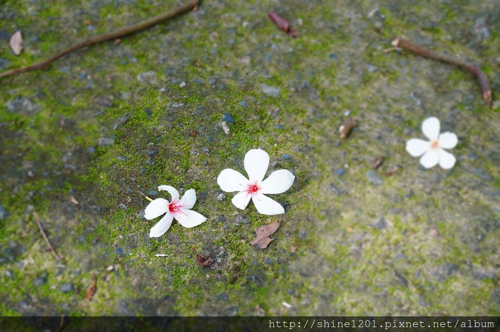 台中金針花花季 沐心泉休閒農場露營區.賞櫻.賞楓.賞桐花,賞金針花