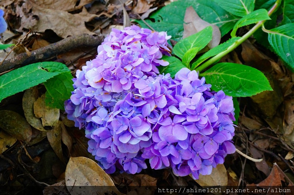 台中金針花花季 沐心泉休閒農場露營區.賞櫻.賞楓.賞桐花,賞金針花