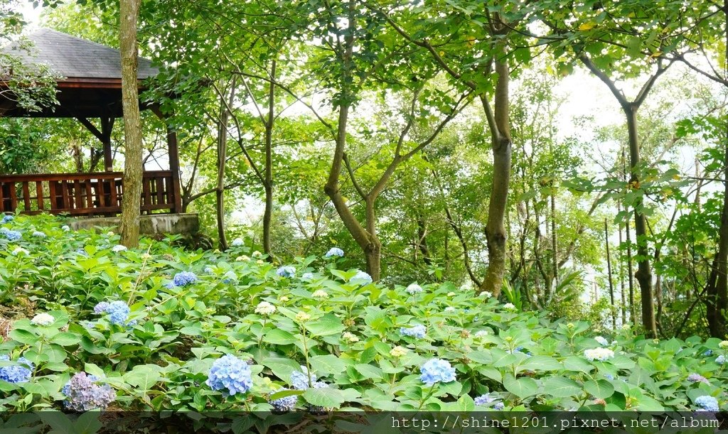 台中金針花花季 沐心泉休閒農場露營區.賞櫻.賞楓.賞桐花,賞金針花