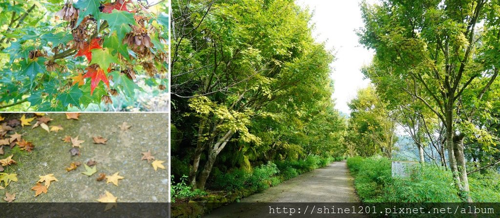 台中金針花花季 沐心泉休閒農場露營區.賞櫻.賞楓.賞桐花,賞金針花