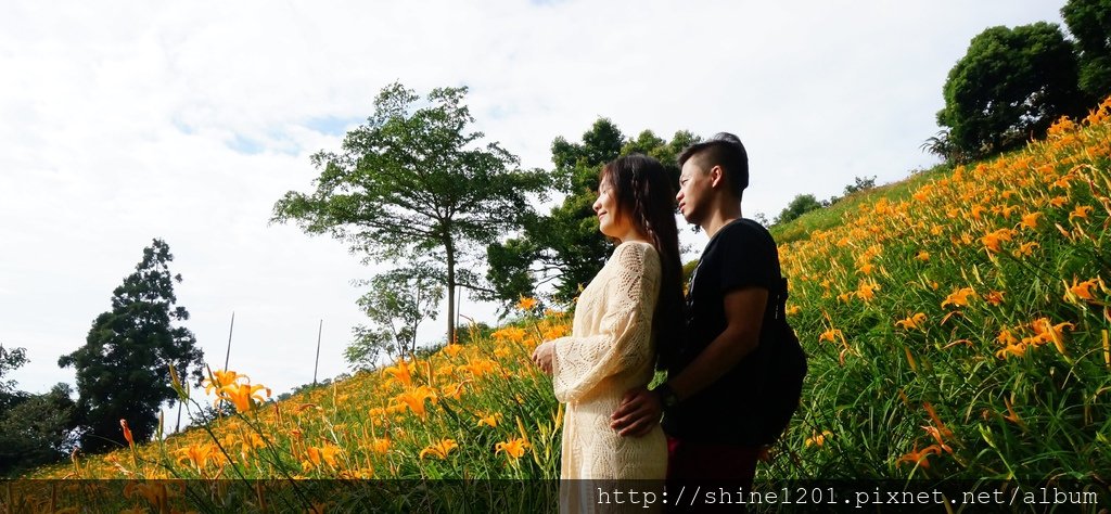 台中金針花花季 沐心泉休閒農場露營區.賞櫻.賞楓.賞桐花,賞金針花