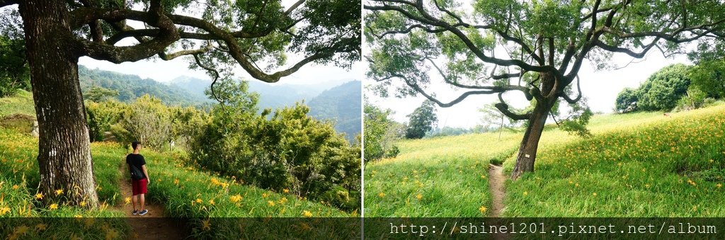 台中金針花花季 沐心泉休閒農場露營區.賞櫻.賞楓.賞桐花,賞金針花