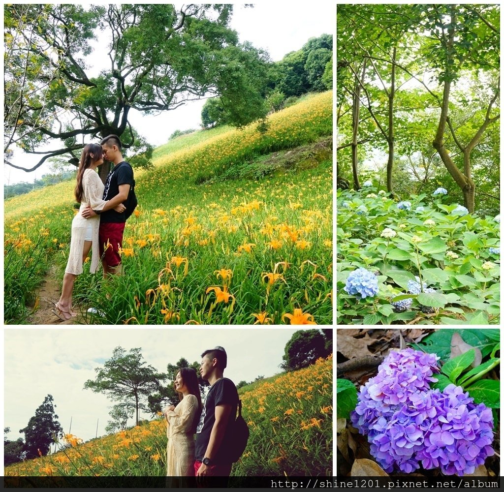 台中沐心泉農場賞楓.櫻花.桐花.金針花