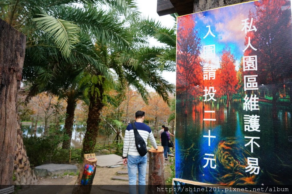 花蓮落羽松景點 鈺展苗圃 壽豐鄉景點 東華大學附近景點