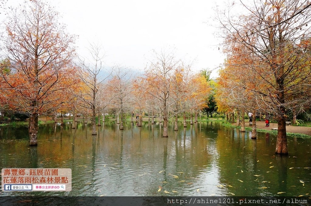 花蓮落羽松景點 鈺展苗圃 壽豐鄉景點 東華大學附近景點