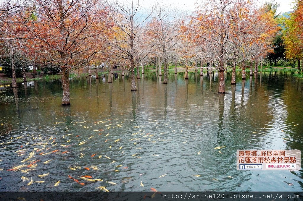 花蓮落羽松景點 鈺展苗圃 壽豐鄉景點 東華大學附近景點