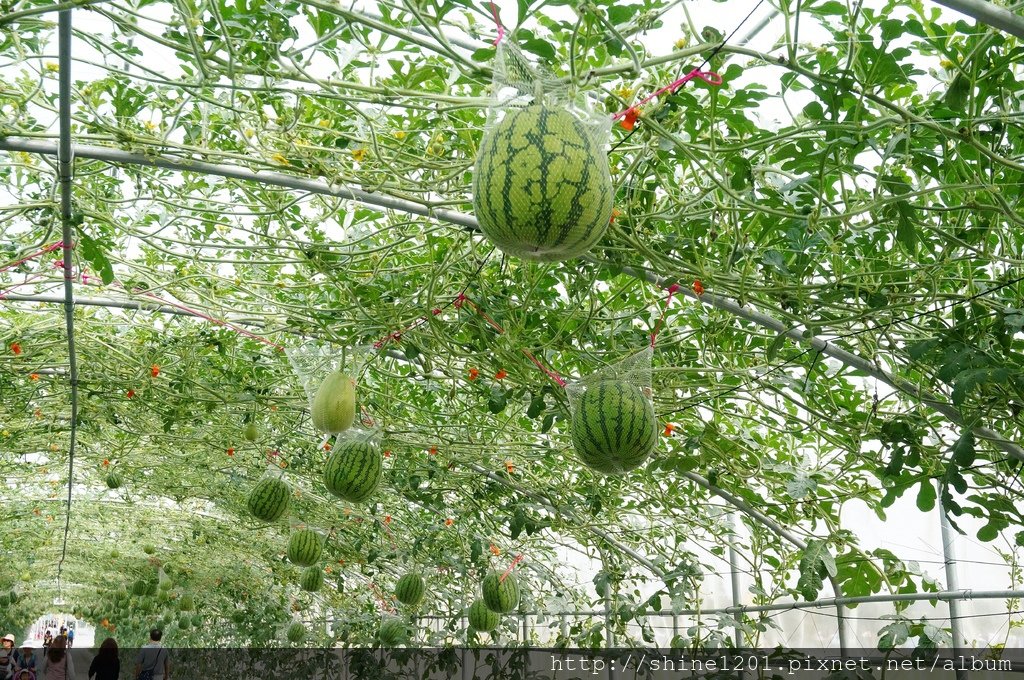 農曆春節景點 屏東熱帶農業博覽會  惡靈古堡. 蜜拉喬娃維琪彩繪稻田