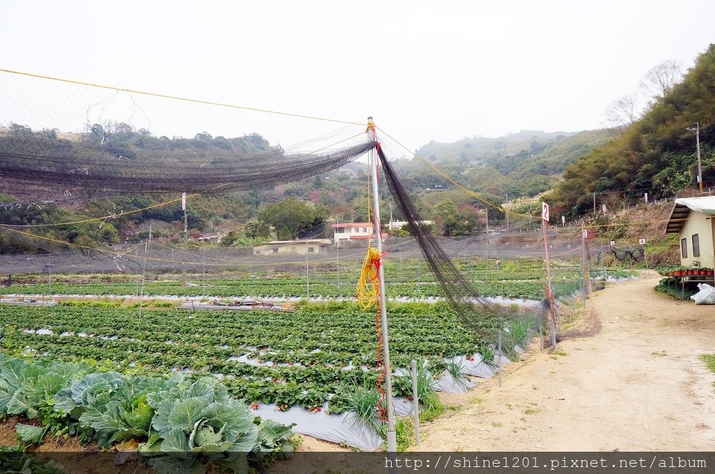 苗栗大湖採草莓親子一日遊 夢幻草莓園 花間集 苗栗大湖美食