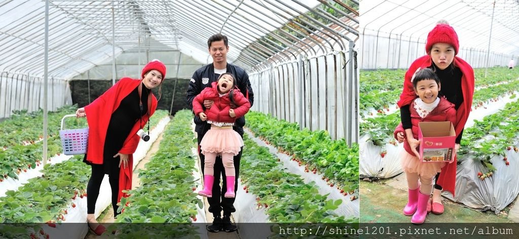 內湖親子草莓園美食推薦｜桂香草莓園&amp;COCO32咖啡棧