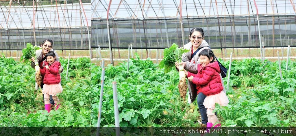 內湖親子草莓園美食推薦｜桂香草莓園&amp;COCO32咖啡棧