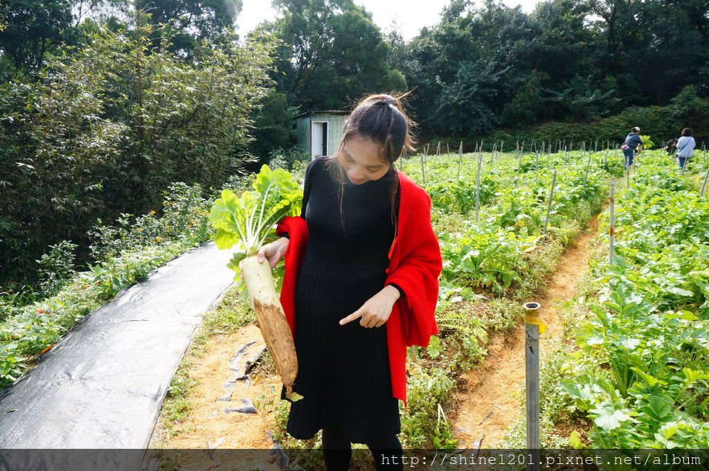 內湖親子草莓園美食推薦｜桂香草莓園&amp;COCO32咖啡棧