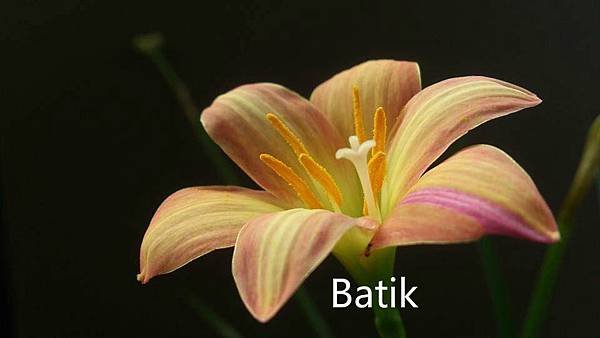 風雨蘭Batik.jpg