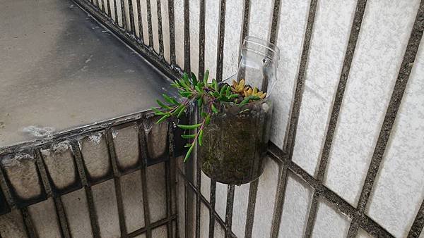 黃花新月.jpg