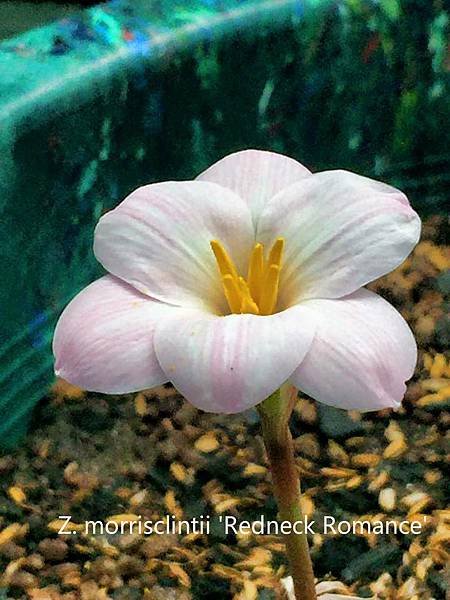 Z. morrisclintii %5CRedneck Romance莊淑貞.jpg