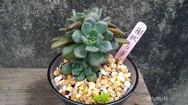 樹狀石蓮.jpg