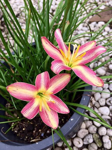 小幾何 Z. Small Hybrid 