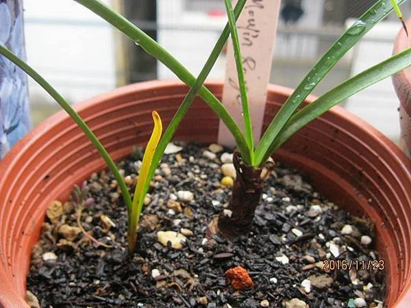 紅磨坊Zephyranthes %5CMoulin Rouge.jpg