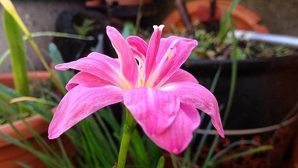 雙蓮Z. Double Lotus-6.jpg