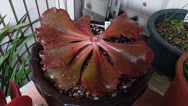 女玉花笠1070210.jpg