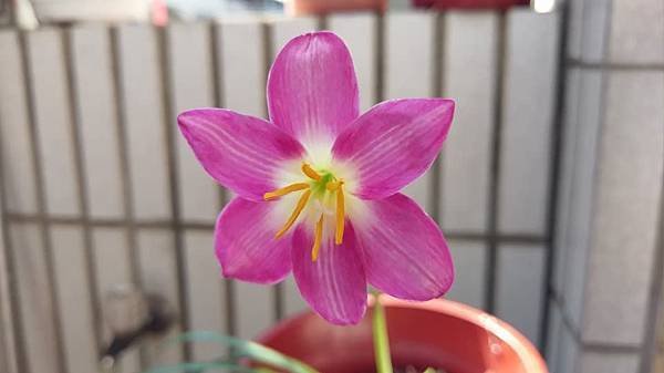 印尼36-Zephyranthes .Sweet Talk／甜言蜜語-1.jpg