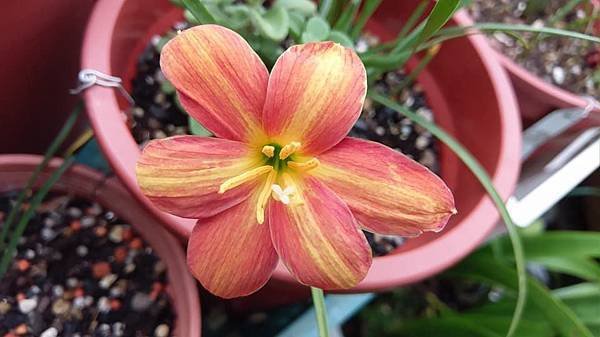 印尼43 Zephyranthes .Rustic Rays樸質光芒-4.jpg