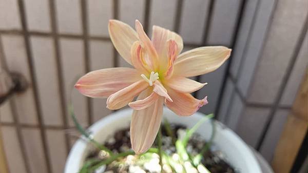 印尼15 Zephyranthes Apricot King／杏色國王-5.jpg