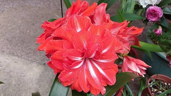 橙色雙芯-3.jpg