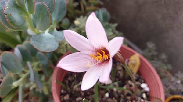 Habranthus versicolor-雲芝-2.jpg