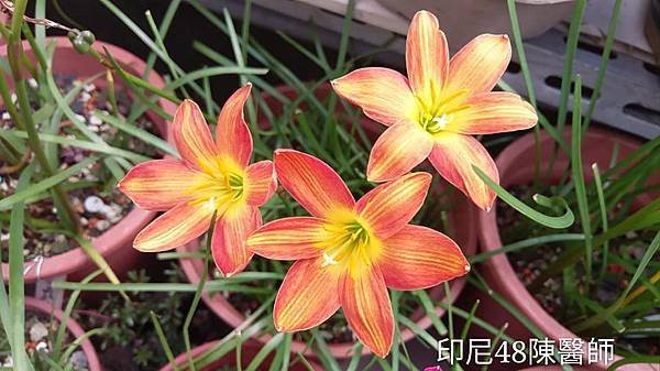 印尼48陳醫師.jpg