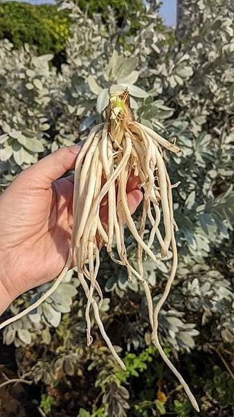 雙色百子蓮-3.jpg