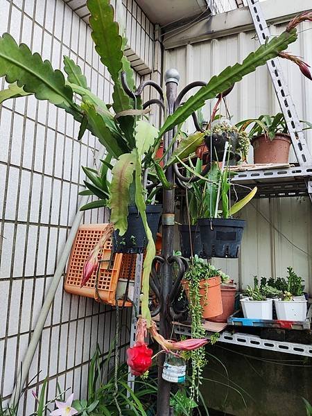 1號正紅孔雀仙人掌1110528-1.jpg