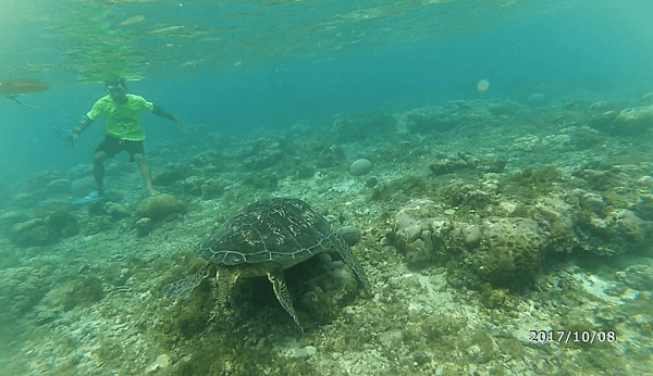 海龜離水面很近.png