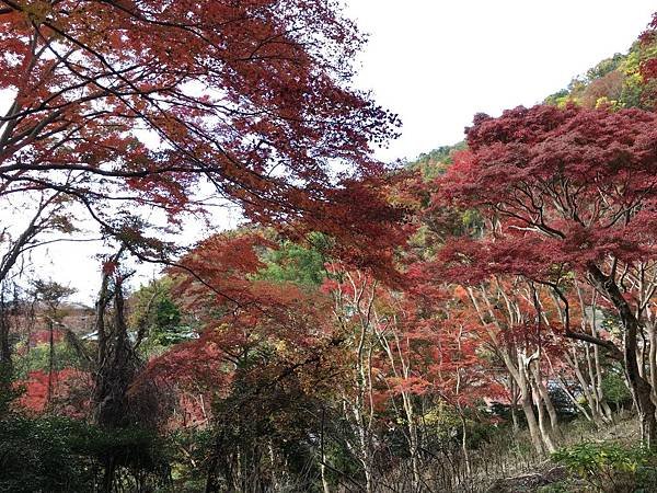 不同的紅葉.JPG