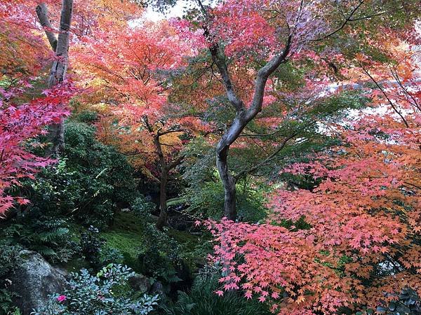 不同的紅葉.JPG