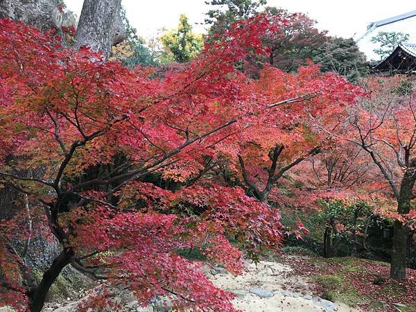 蜿蜒的樹枝.JPG