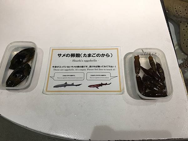 鯊魚卵殼介紹.JPG