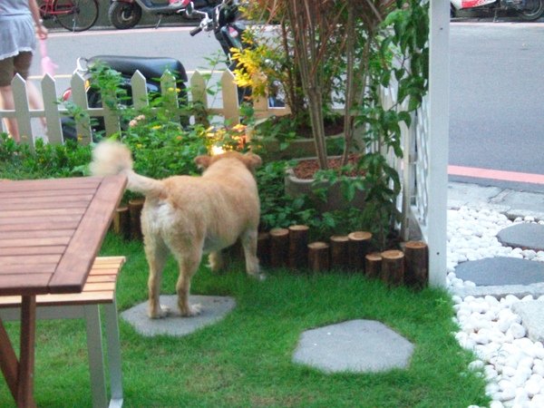 路人甲的狗也愛這個小庭院