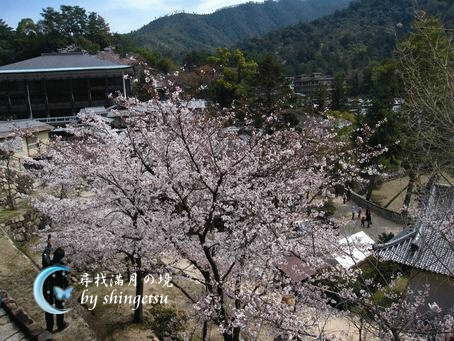 IMG_0585-於千疊閣中往下看的景色&amp;櫻花.gif