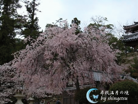 IMG_0619-五重塔前的櫻.gif