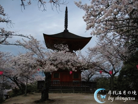 IMG_0643-宮島-櫻.gif