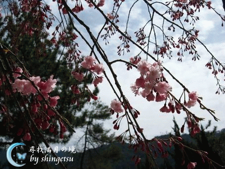 IMG_0564-宮島-櫻.gif