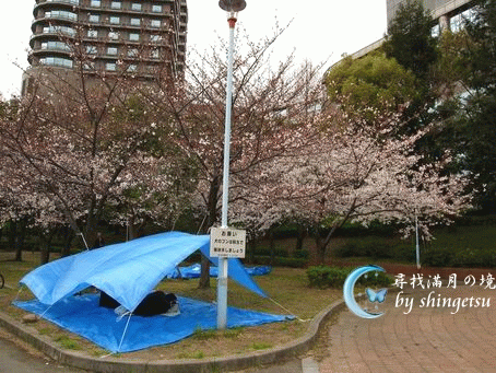 IMG_0035-櫻之宮公園內佔位的可憐菜鳥.gif