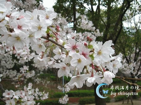 IMG_0042-櫻之宮公園櫻花近照.gif