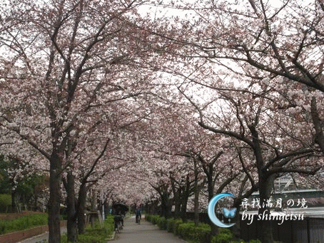 IMG_0065-櫻之宮公園-櫻花遮敝了天.gif