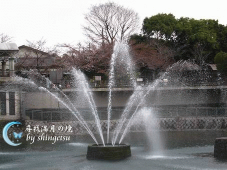 IMG_0173-疏水紀念館前的白花.gif