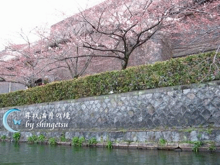 IMG_0197-十石舟沿岸的櫻花.gif